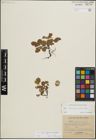Foto von Salix herbacea L. x Salix reticulata L.